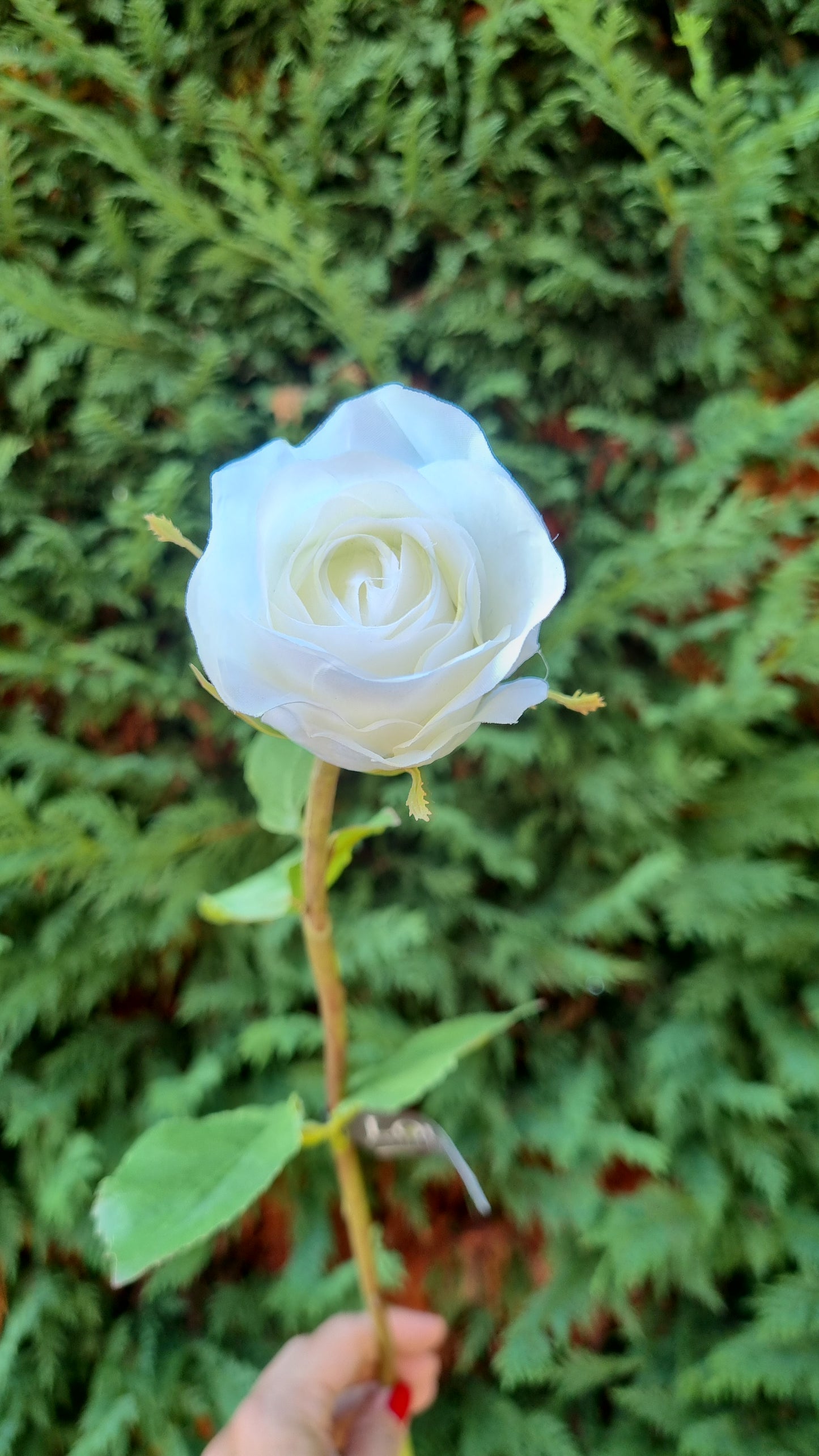 ROSA BIANCA in stoffa